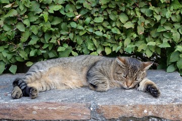 Cute stray cat sleeping outdoors on the stone bench against the green leaves backround at Saint-Lary-Soulan village, French Pyrenees