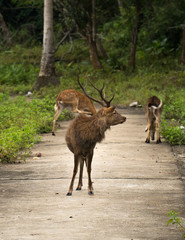 Wild male deer in Cat Ba National Park, Vietnam