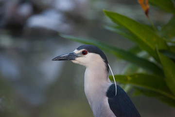 Portrait of a beautiful male black crowned night Heron on a background of green leaves. Fauna, birds.