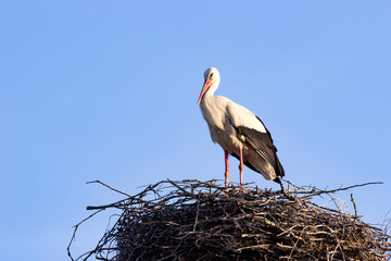 A stork basking in the summer sun in a nest.