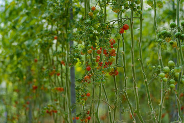 Small unripe holland red cherry tomatoes in organic farm.