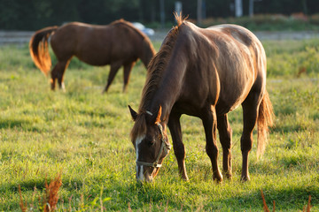 Fototapeta premium 日本の北海道東部・9月の牧場、逆光の朝靄に浮かぶ馬のシルエット