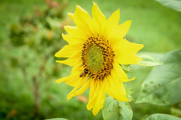 Sunflower and bee