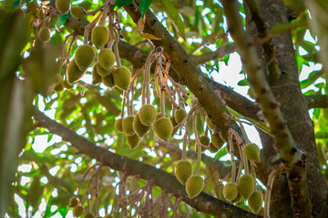 Young durian is growing in the garden, king of fruit in Thailand	