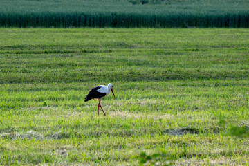 Stork in search of frogs in the grass.
