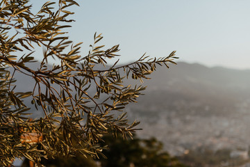 Olive tree at sunrise