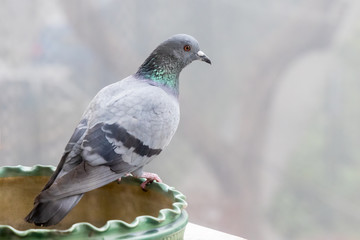 Portrait of an Indian Pigeon (Columba livia) in New Delhi, India in winter