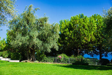 Alushta, Russia - September 28, 2019: Paradise landscape park in Crimea. Olive trees (Olea europaea) in relict olive grove in Aivazovsky. Age of trees is more than 200 years. Landscape architecture.