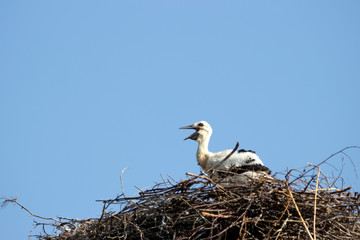 Stork chicks train in the nest.