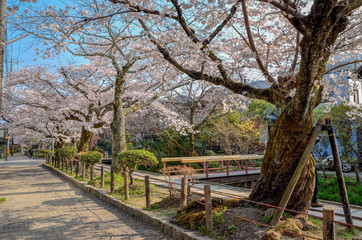 京都の哲学の道