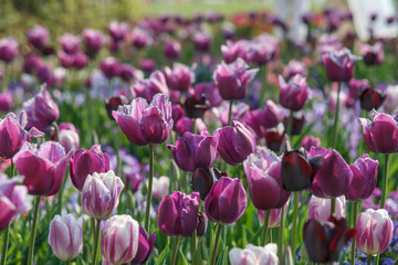 a field of blooming tulips in white, pink and purple