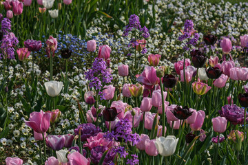 a field of blooming tulips in white, pink and purple
