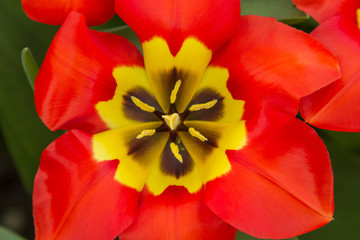 top-view of a red and yellow blooming tulip with pistil and filaments