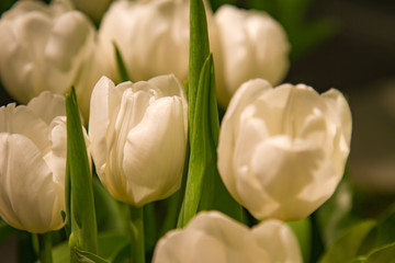 details of blooming white tulips