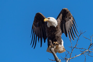 An American Bald Eagle on a perch.