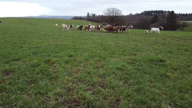 Ziegenherde auf der Winterweide in der Eifel