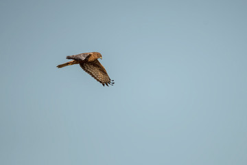 Eastern Marsh Harrier in Mai Po Nature Reserve, Hong Kong (Formal Name: Circus spilonotus)