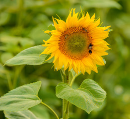 Fototapeta premium sunflower in a field with bees on it