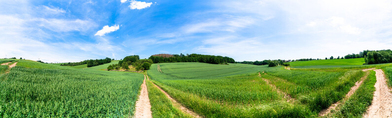 dirt road passing through a green wheat field