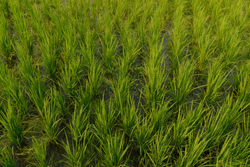 Fototapeta na wymiar Japanese rice seedlings, Japanese rice field plots in Chiang Rai, Thailand.