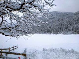 winter landscape with trees and snow