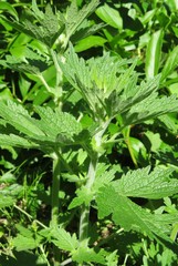 Motherwort leaves in the garden, closeup