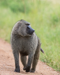 Baboon Monkey walking on a forest path in Masai Mara, Kenya, Africa