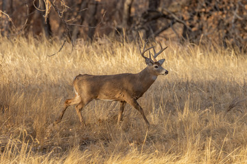 Buck Whitetail Deer During the Fall Rut in Colorado