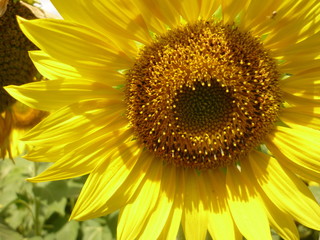 Fototapeta premium le clin d'oeil du tournesol