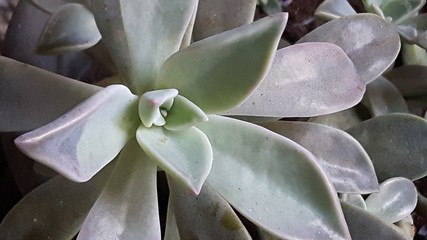 suculenta
