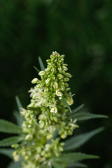 Detail of male cannanib plant