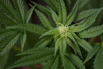 Naklejka na ściany i meble Cannabis plant blooming top view