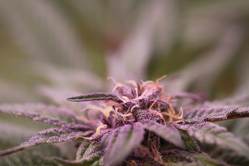 Detail of purple cannabis plant