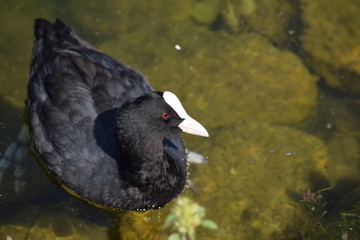 Neugieriges Blesshuhn