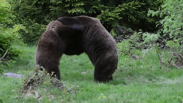 Two brown bears ( Ursus arctos) fighting in coniferous forest