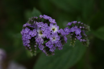 Flores moradas
