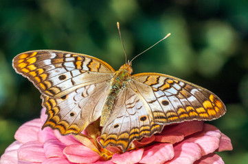 White Peacock Butterfly Anartia jatrophae