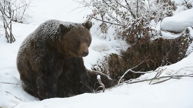 Brown bear sitting at entrance of den during snow shower in winter / autumn