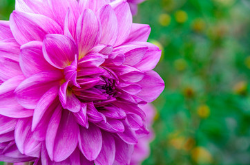 Bright purple garden flower with lush petals