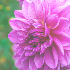 Fototapeta premium Bright purple garden flower with lush petals