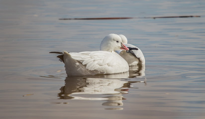 Obraz premium snow goose in pond