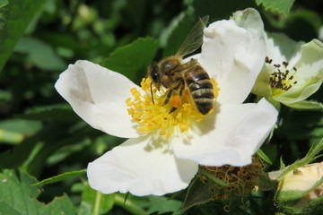 Bee on rosehip flower in the garden in spring, closeup 