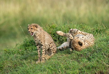 Young cheetah sitting while mother cheetah is sleeping at Masai Mara , Kenya, Africa