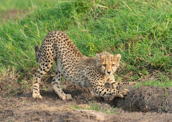 Naklejka na ściany i meble Young Cheetah Baby stretching his body at Masai Mara, Kenya, Africa
