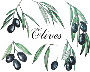  Hand-drawn watercolor, olives set and patterns. suitable for corporate identity, cards, stationery