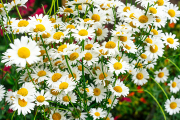 Blooming chamomile lowers background. Chamomile flowers on a meadow in summer