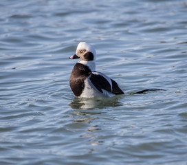 Long-Tailed Duck in the water