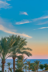 Beautiful green palm trees against the sunset sky with light clouds and blue sea. Tropical idilic evening scene background.
