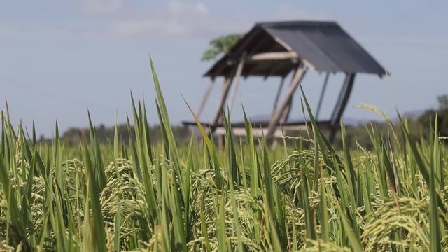 a rickety wooden arbor stands in Vietnam, in an empty field