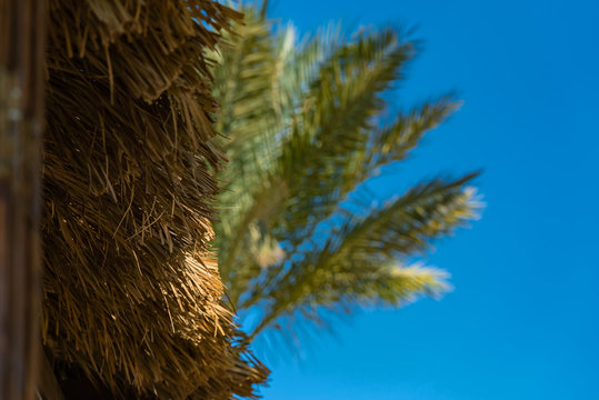 Beautiful green blurred palm tree behind tratched roof. Blue sunny sky. View from below with soft focus on roof. Tropical idilic scene background.